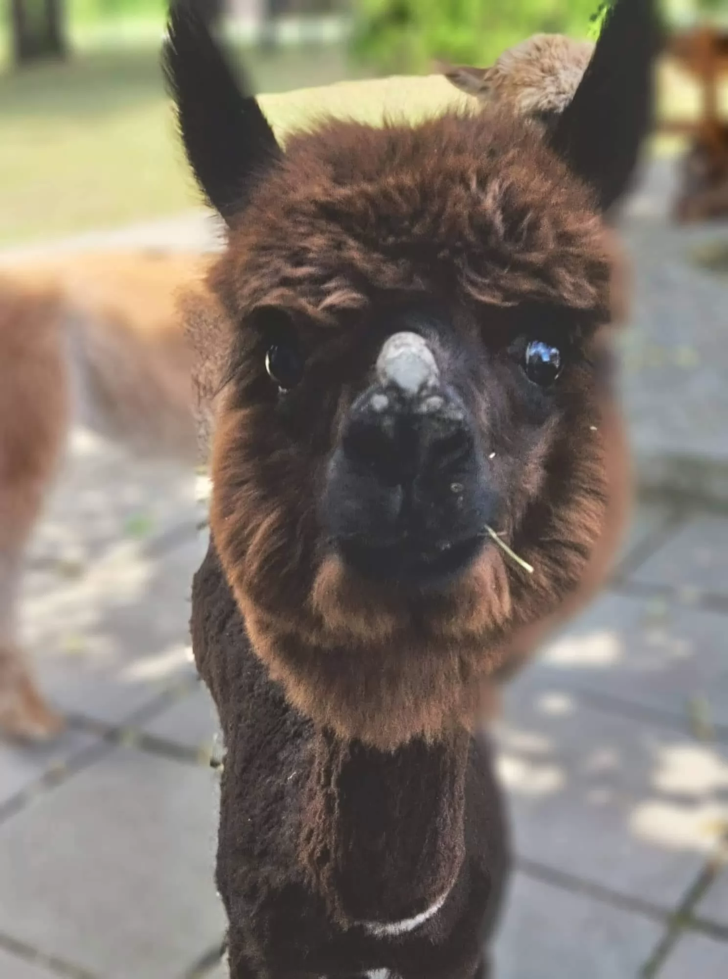 Alpaka ranč Pepito & prijatelji