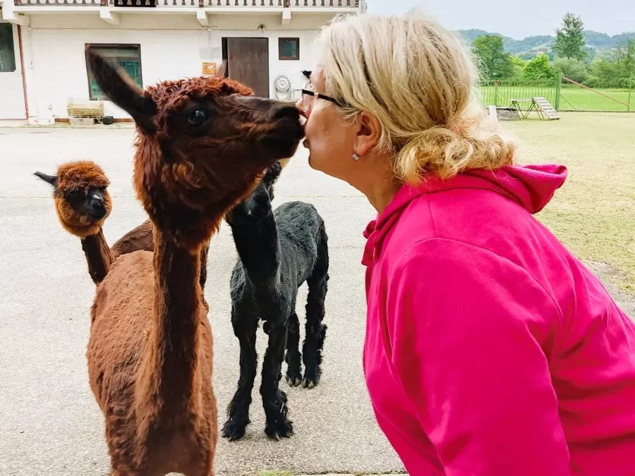 Alpaka ranch Pepito & Friends