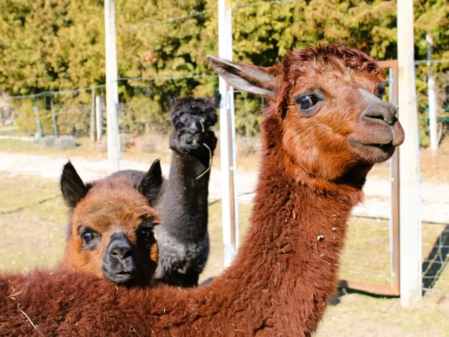 Alpaka ranch Pepito & Friends
