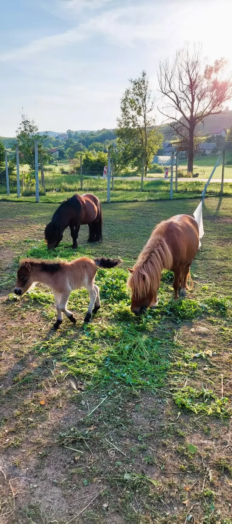 Alpaka ranch Pepito & Friends