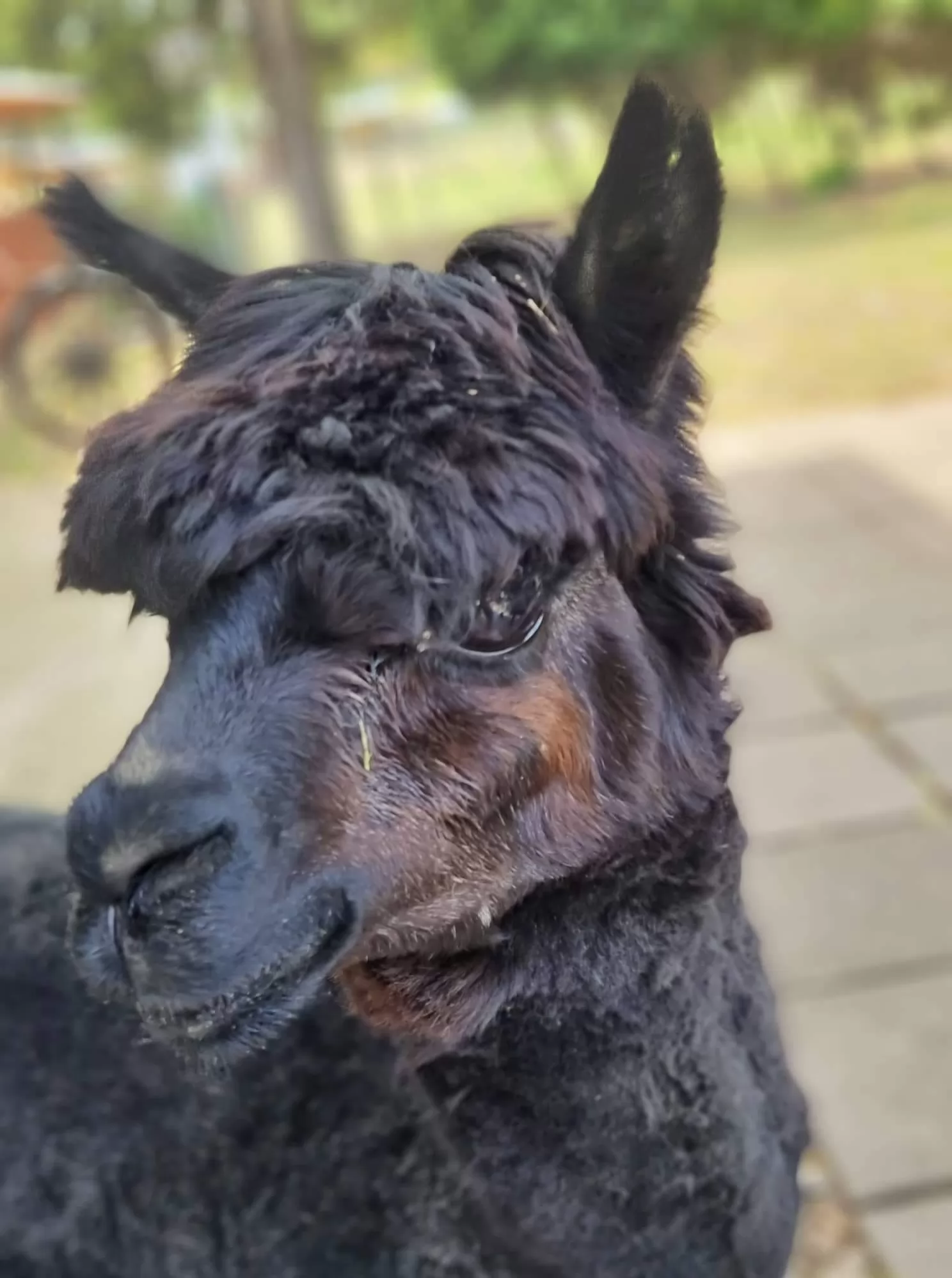 Alpaka ranch Pepito & Friends