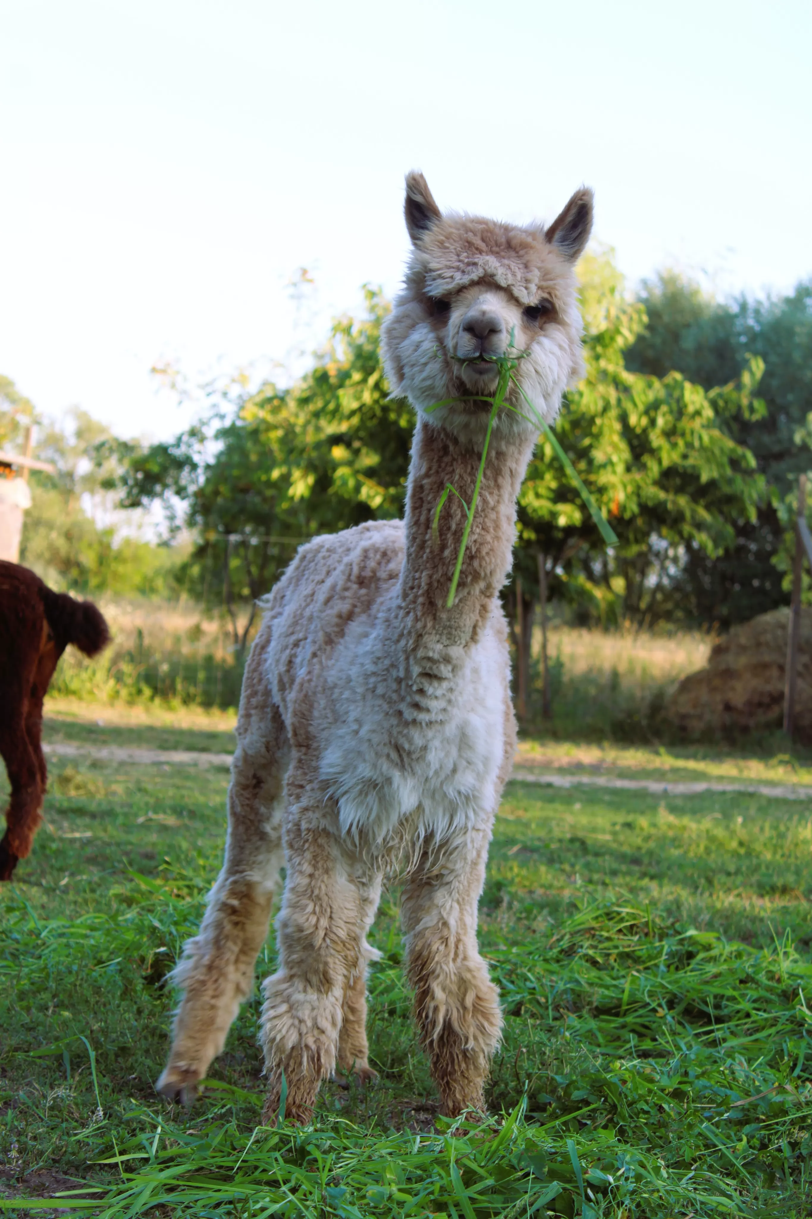 Alpaka ranch Pepito & Friends