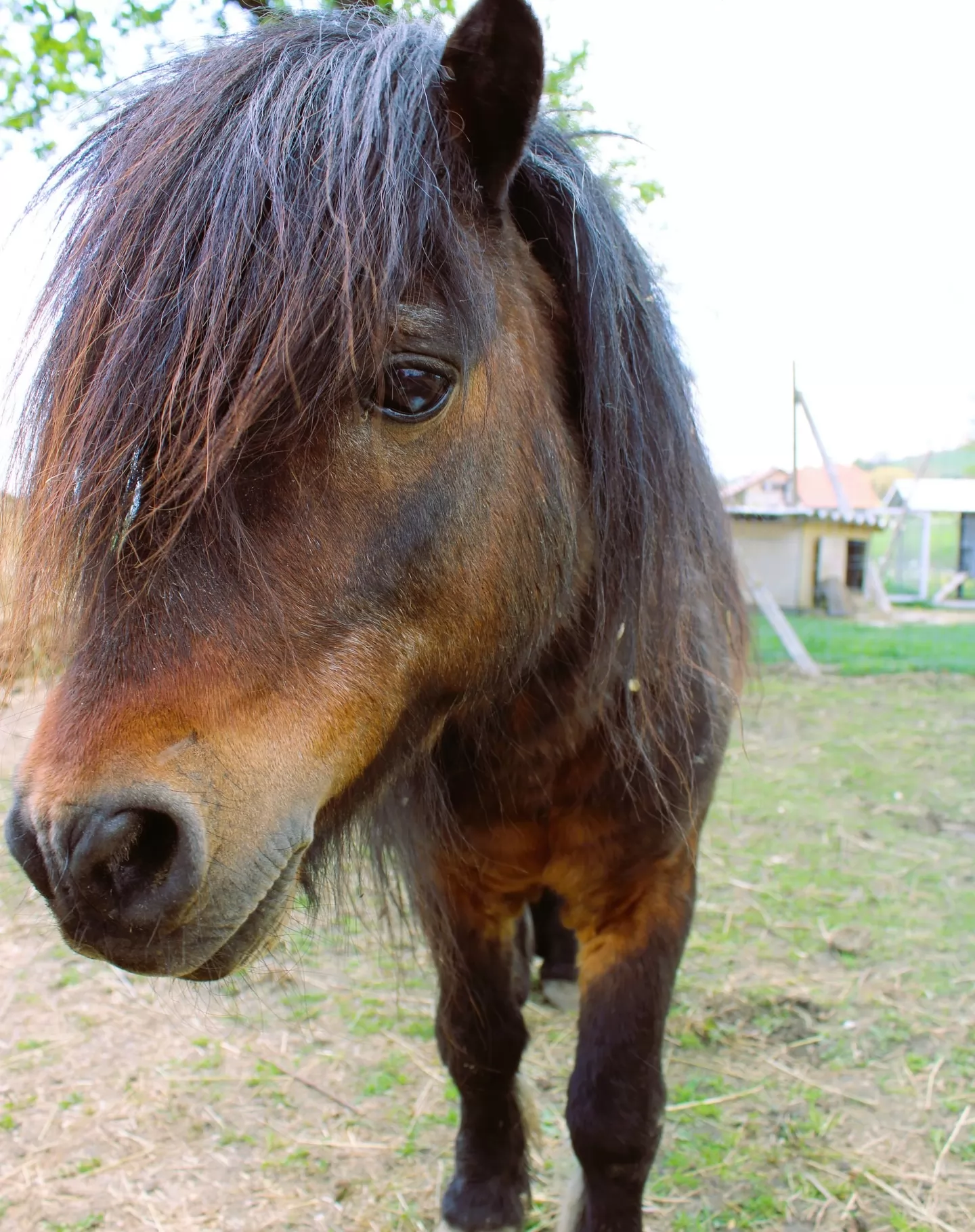 Alpaka ranch Pepito & Friends