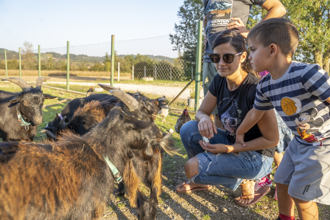 Animiran voden ogled živali in delavnice na Alpaka ranču