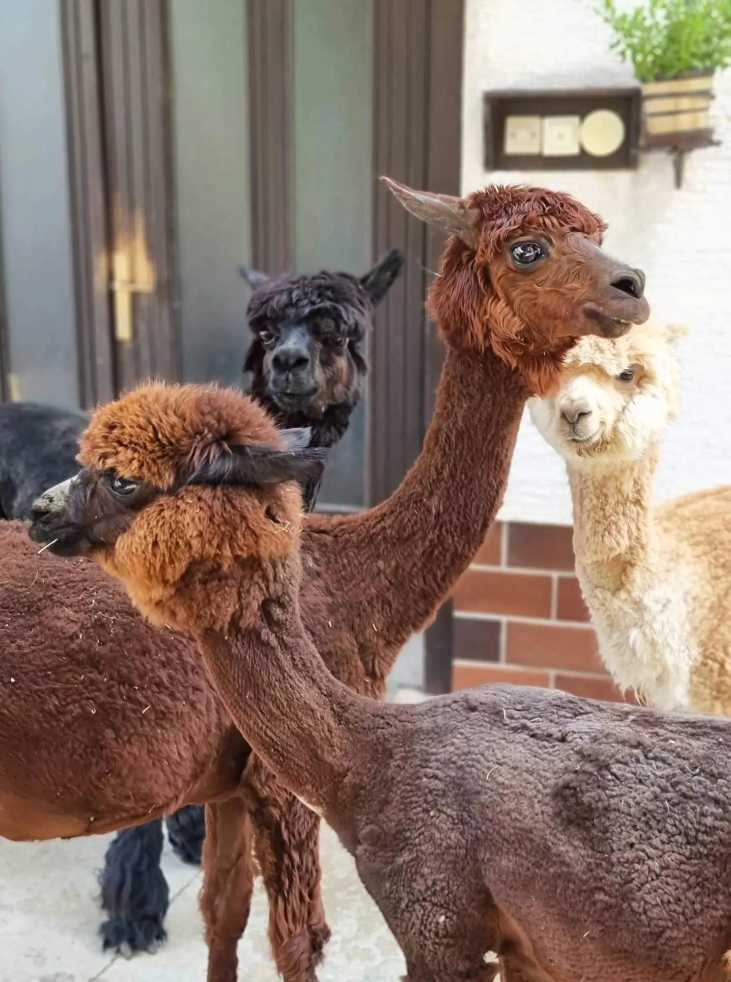 Animiran voden ogled živali in delavnice na Alpaka ranču Pepito in prijatelji