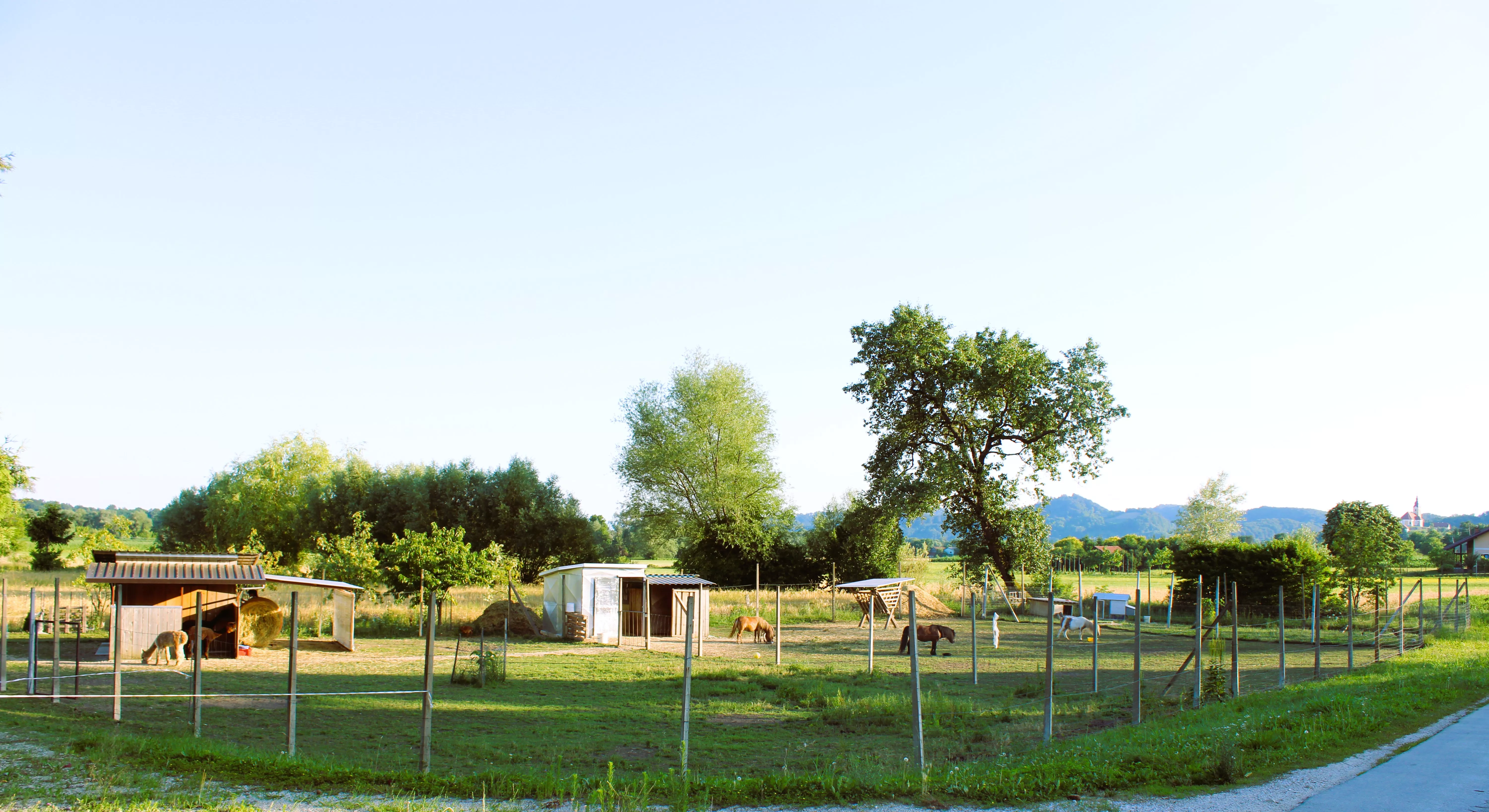 Animiran voden ogled živali in delavnice na Alpaka ranču Pepito in prijatelji