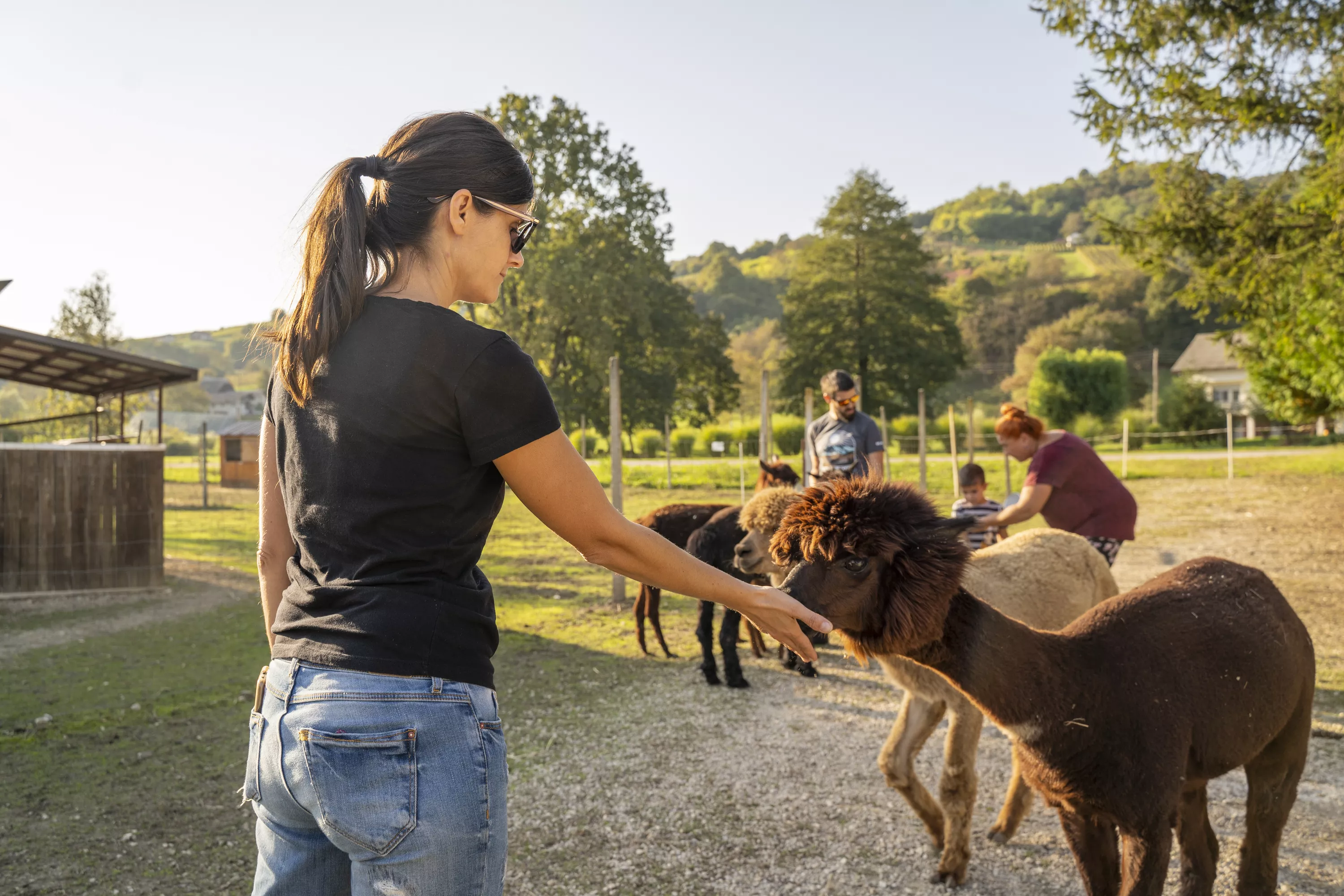 Animiran voden ogled živali in delavnice na Alpaka ranču