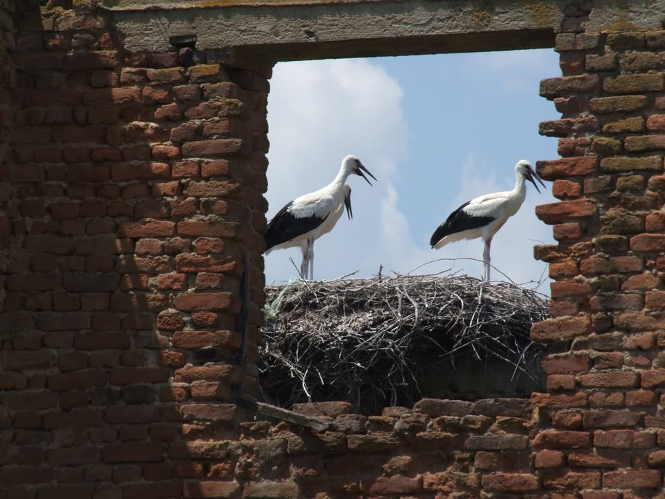 Borut Štumberger: Bela štorklja