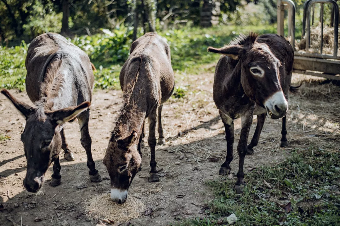 Donkey and Horse Riding