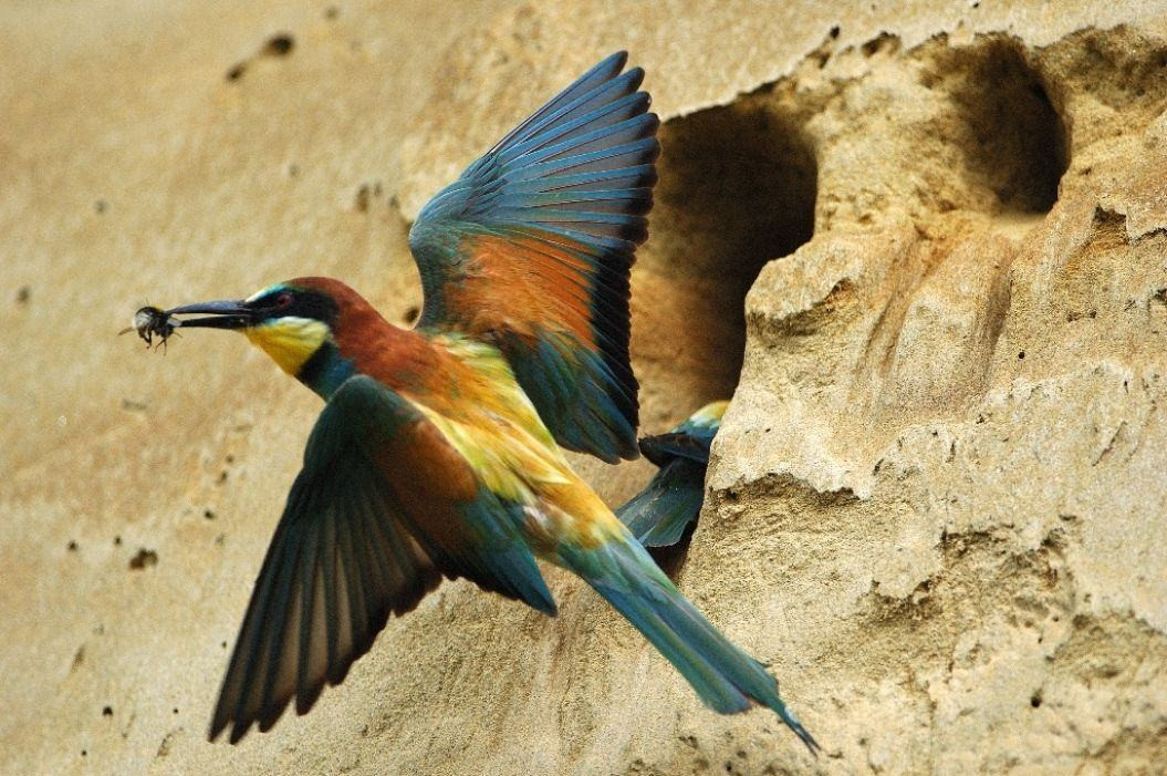 Gnezdišče ptiča čebelarja