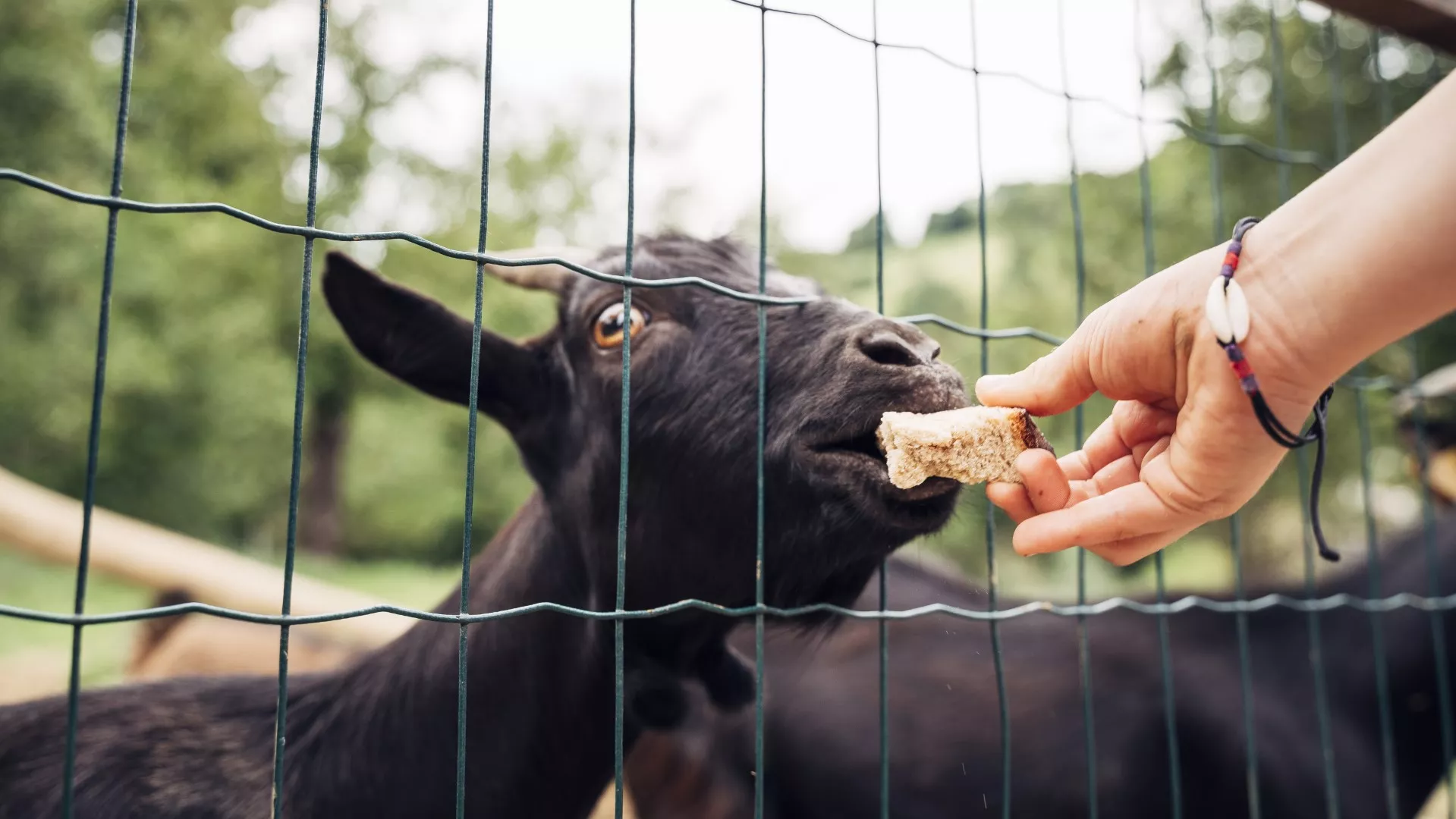 Holiday Farm “Pri Martinovih”