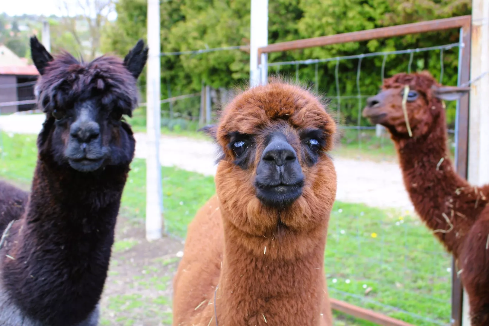 IMG_5058 (Large).JPG