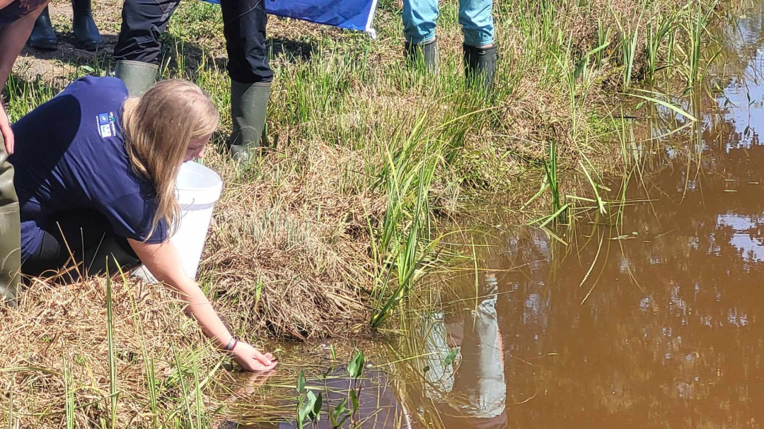 Izpust velikih pupkov v Jovsih