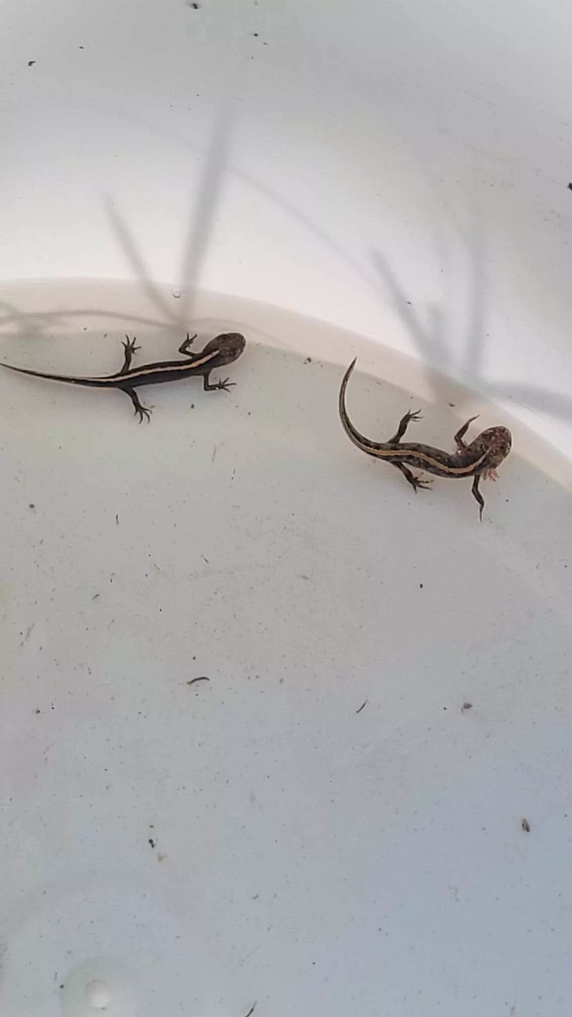 Izpust velikih pupkov v Jovsih