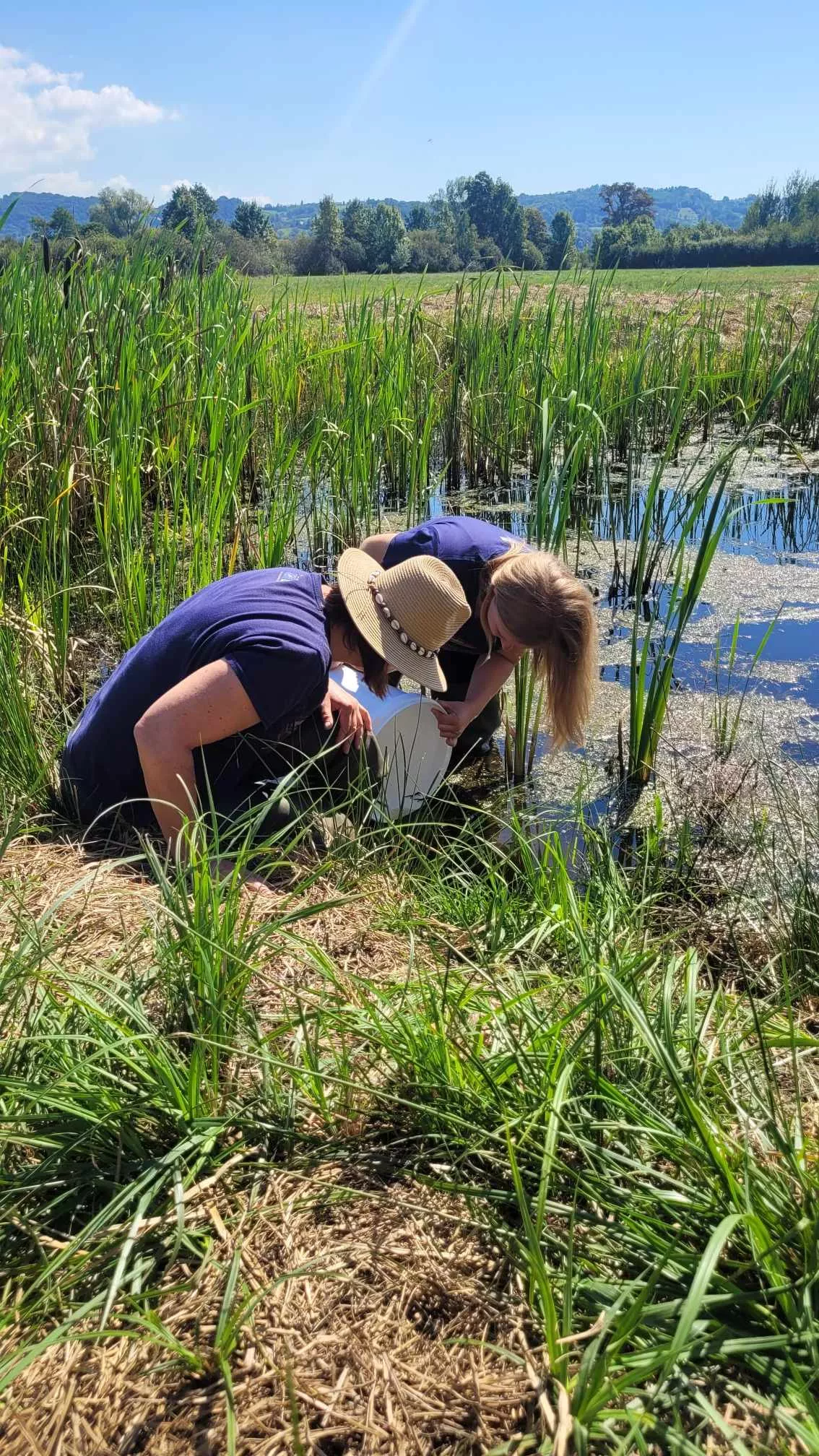 Izpust velikih pupkov v Jovsih