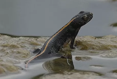 IZPUST VELIKIH PUPKOV v nove mlake v Jovsih