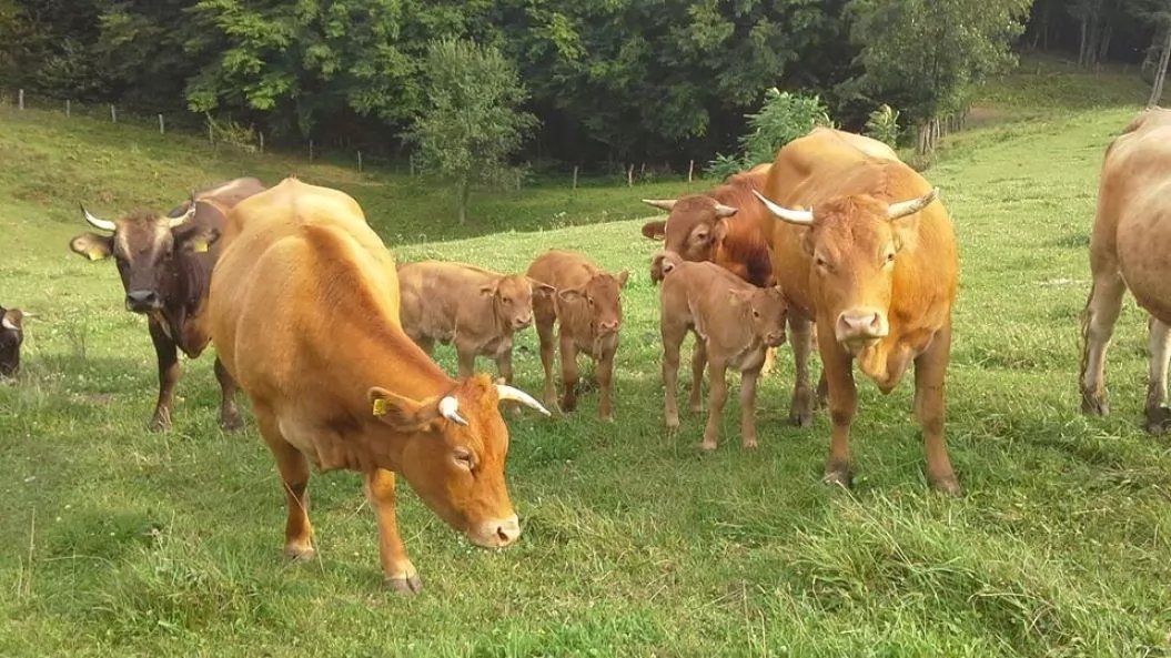 Jezdenje osličkov in konjev