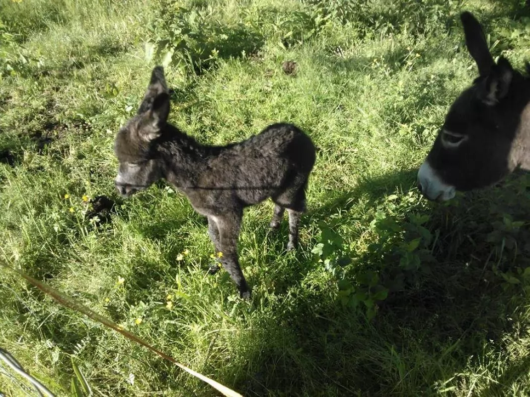 Jezdenje osličkov in konjev