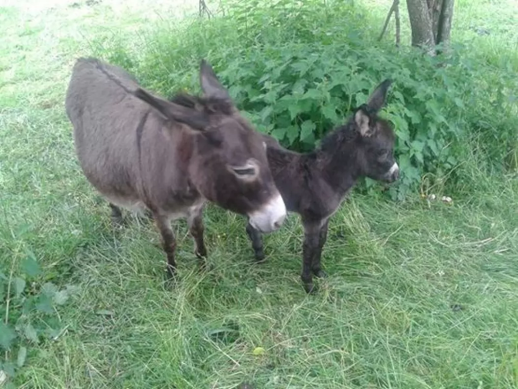 Jezdenje osličkov in konjev