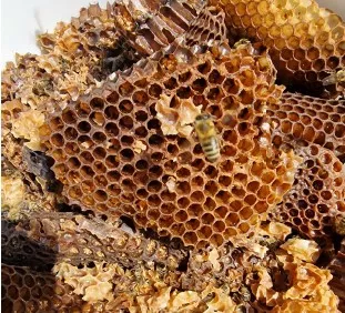 Košale Roman: Čebelar