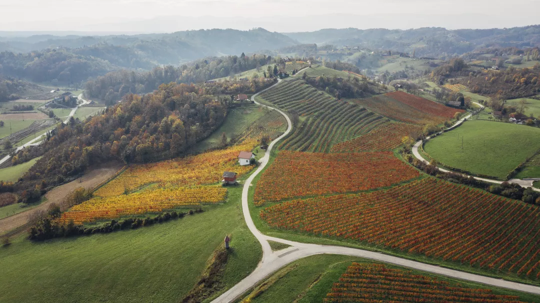 Martinov pohod in krst mošta