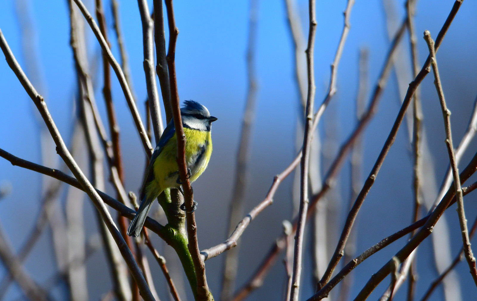 Mednarodni dan prostoživečih živali in rastlin