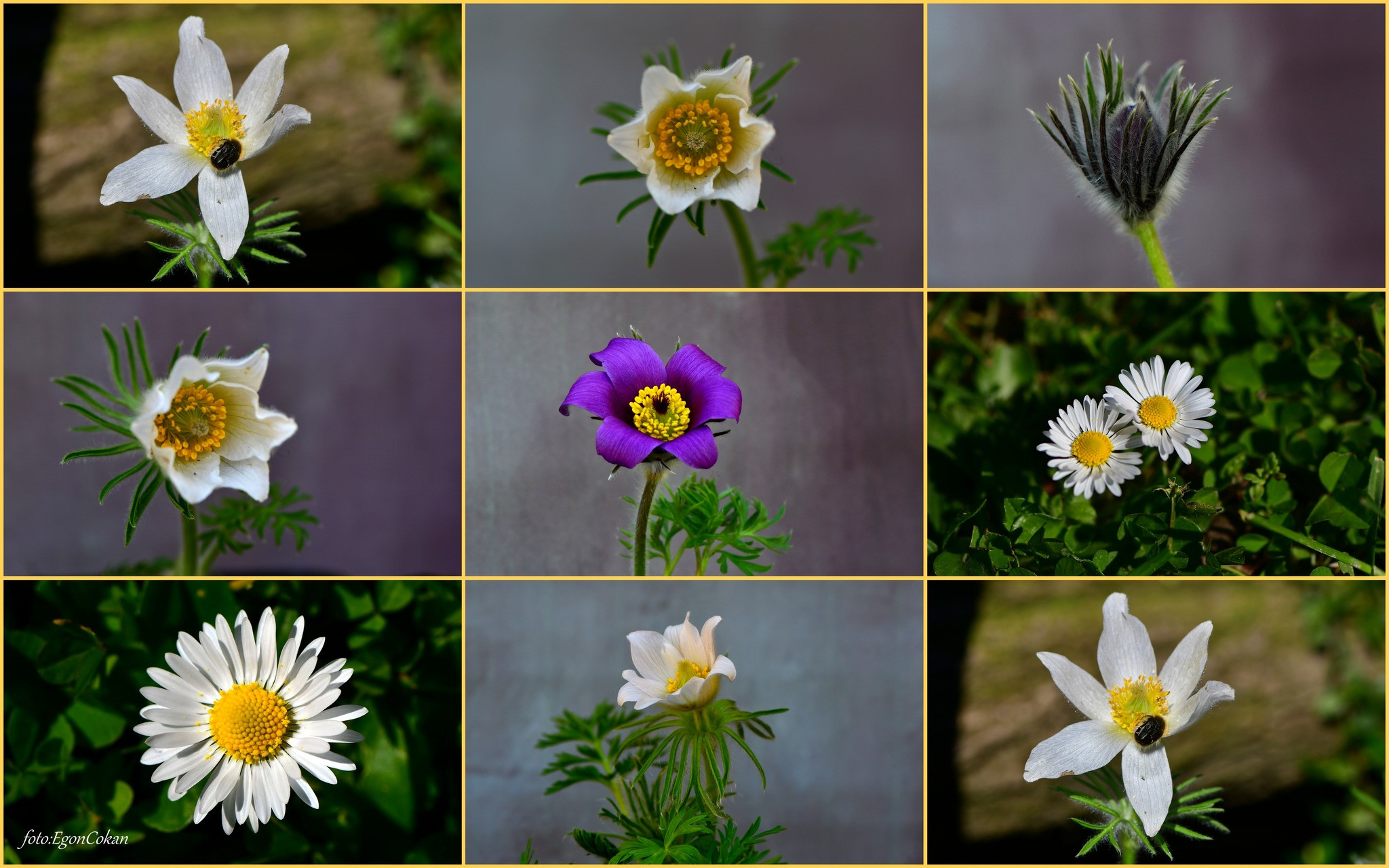 Mednarodni dan prostoživečih živali in rastlin