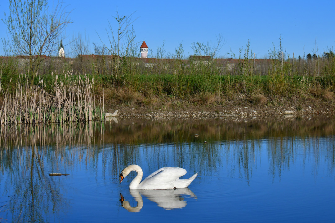 Mednarodni dan prostoživečih živali in rastlin