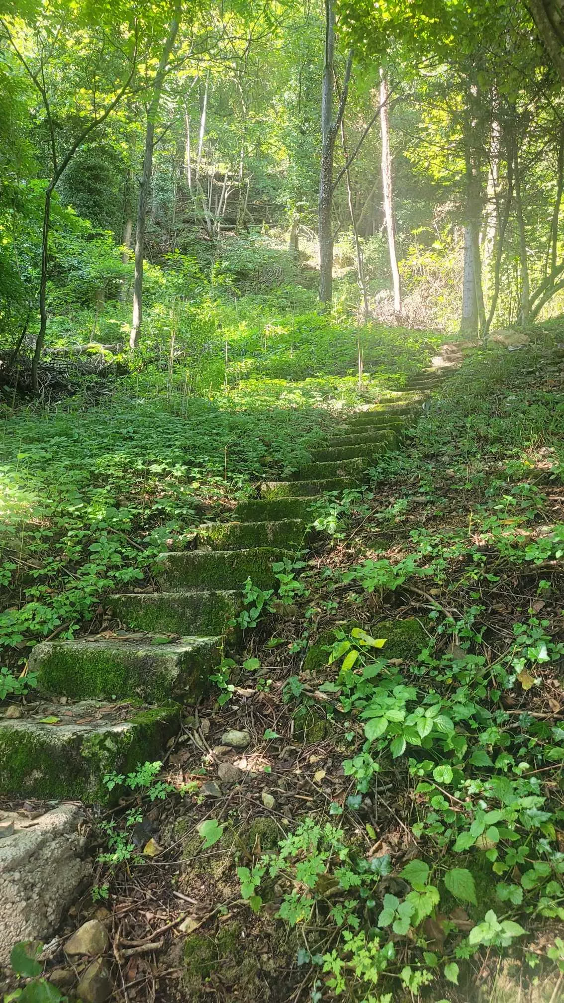 Odprta je nova pot: Koraki za zdravje, znanje in sanje