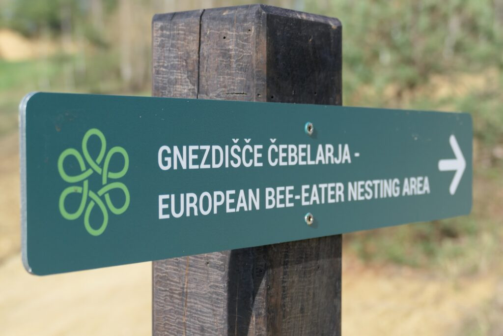 Opazovanje in fotografiranje ptiča čebelarja