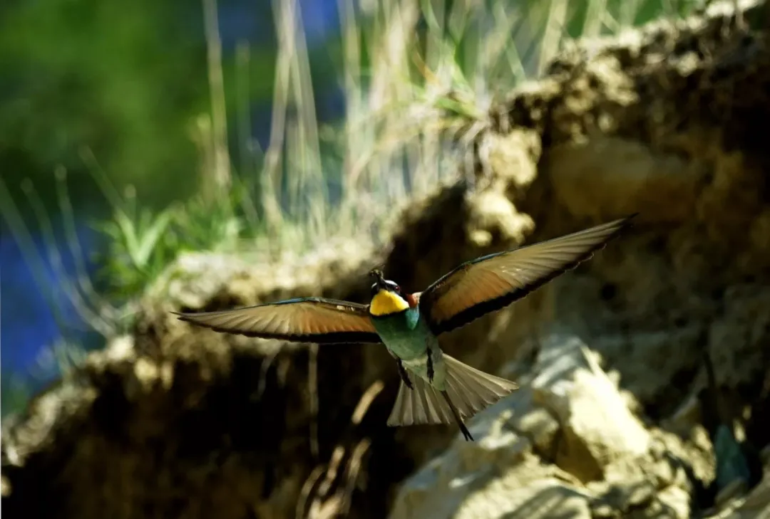 Open Day at the Bee-eater Nesting Site