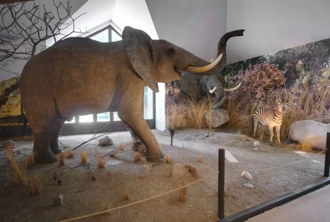 Polovič Hunting Museum