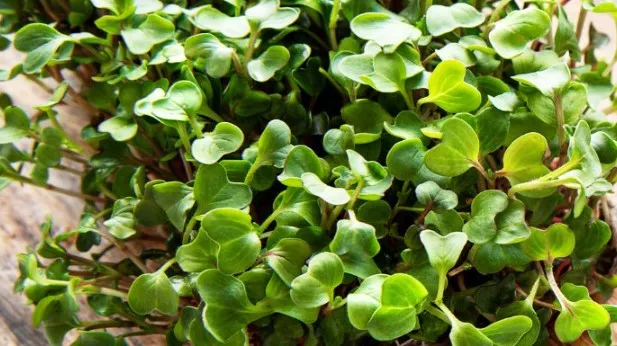 Predavanje: Mikro zelenje