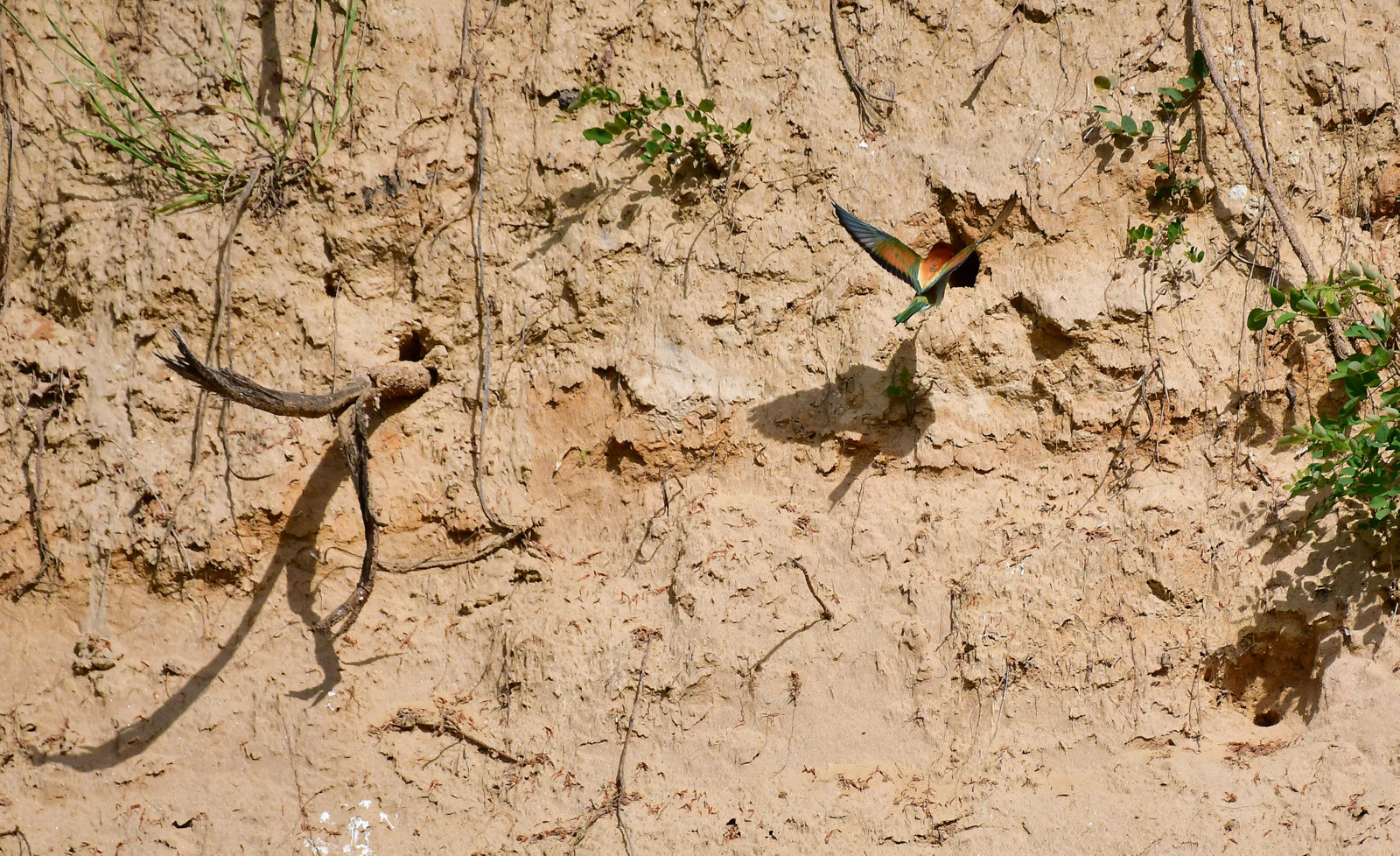Ptič čebelar ponovno na Bizeljskem
