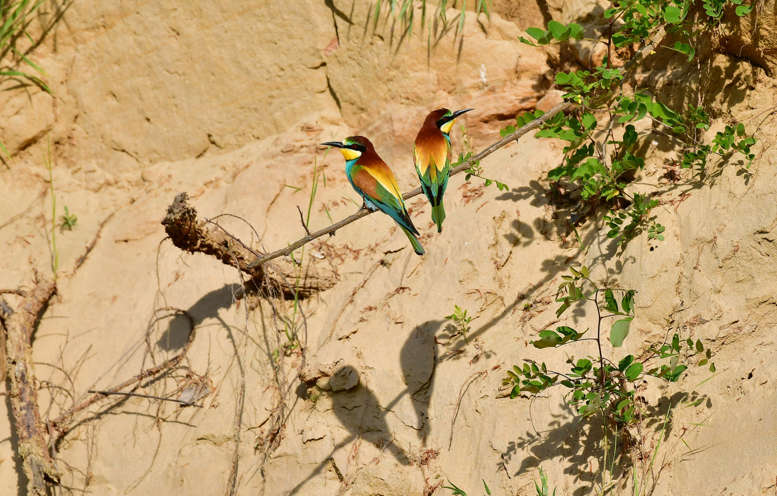 Ptič čebelar ponovno na Bizeljskem