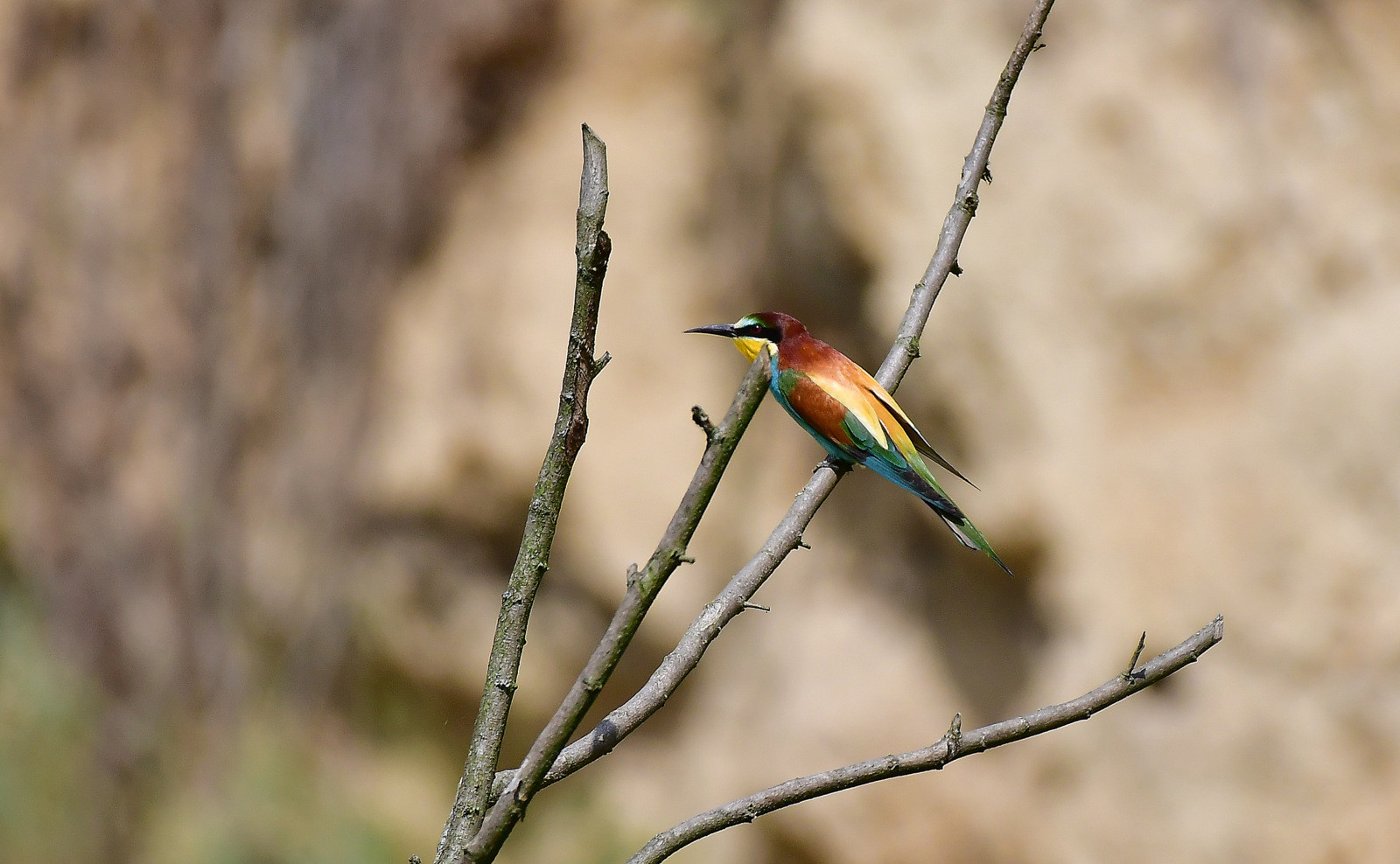 Ptič čebelar ponovno na Bizeljskem