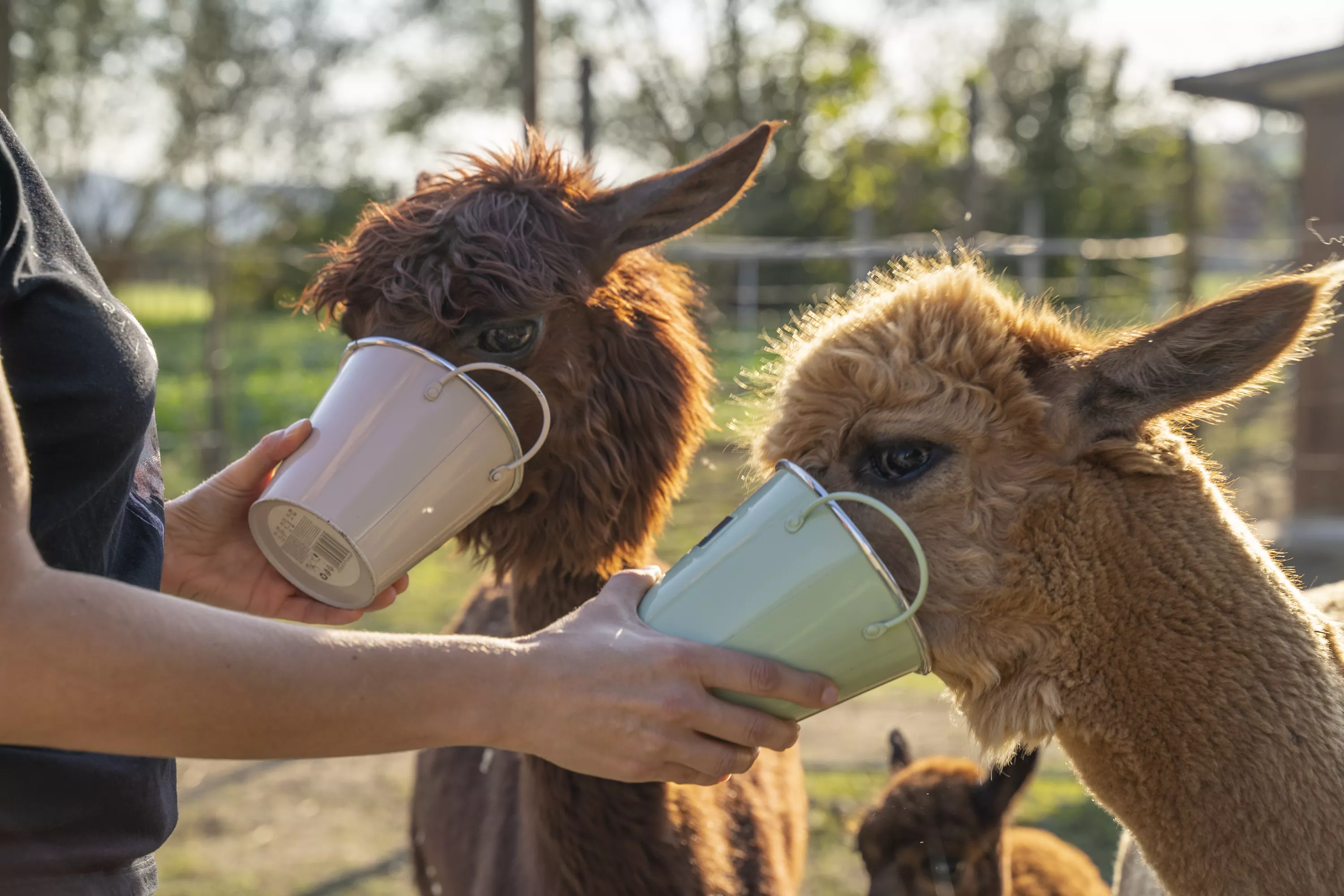 Raziščite destinacijo Brežice z avtodomom za 1. maj