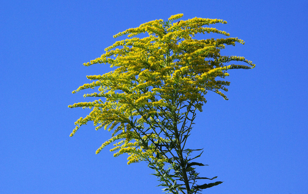 Skupaj proti tujerodnim invazivnim vrstam!