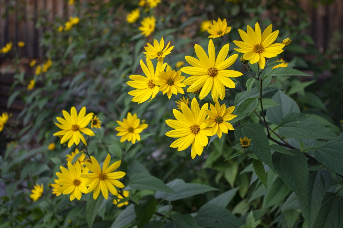 Skupaj proti tujerodnim invazivnim vrstam!