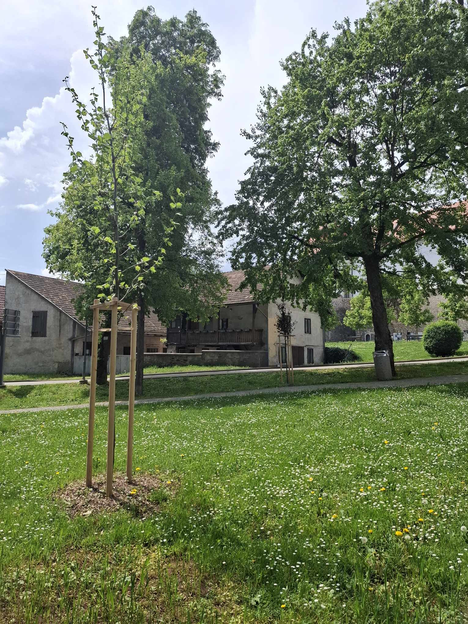 Skupaj za zeleno prihodnost: Posadimo drevesa in zmanjšajmo ogljični odtis