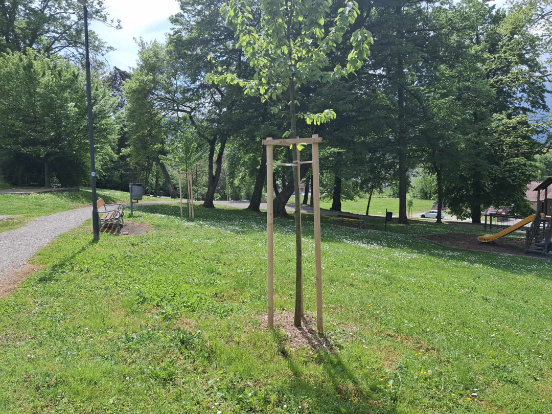 Skupaj za zeleno prihodnost: Posadimo drevesa in zmanjšajmo ogljični odtis