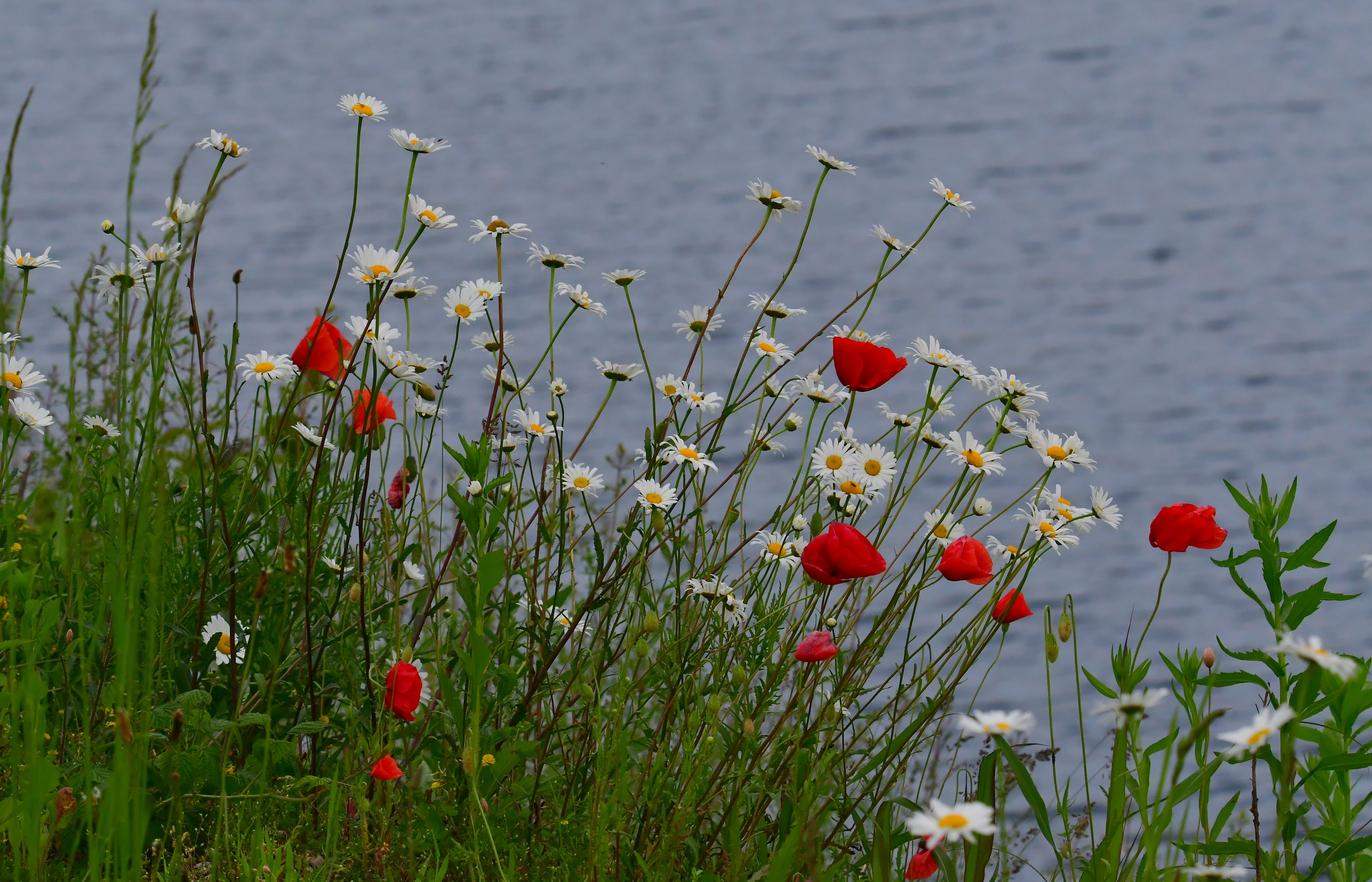 Svetovni dan prostoživečih rastlin in živali