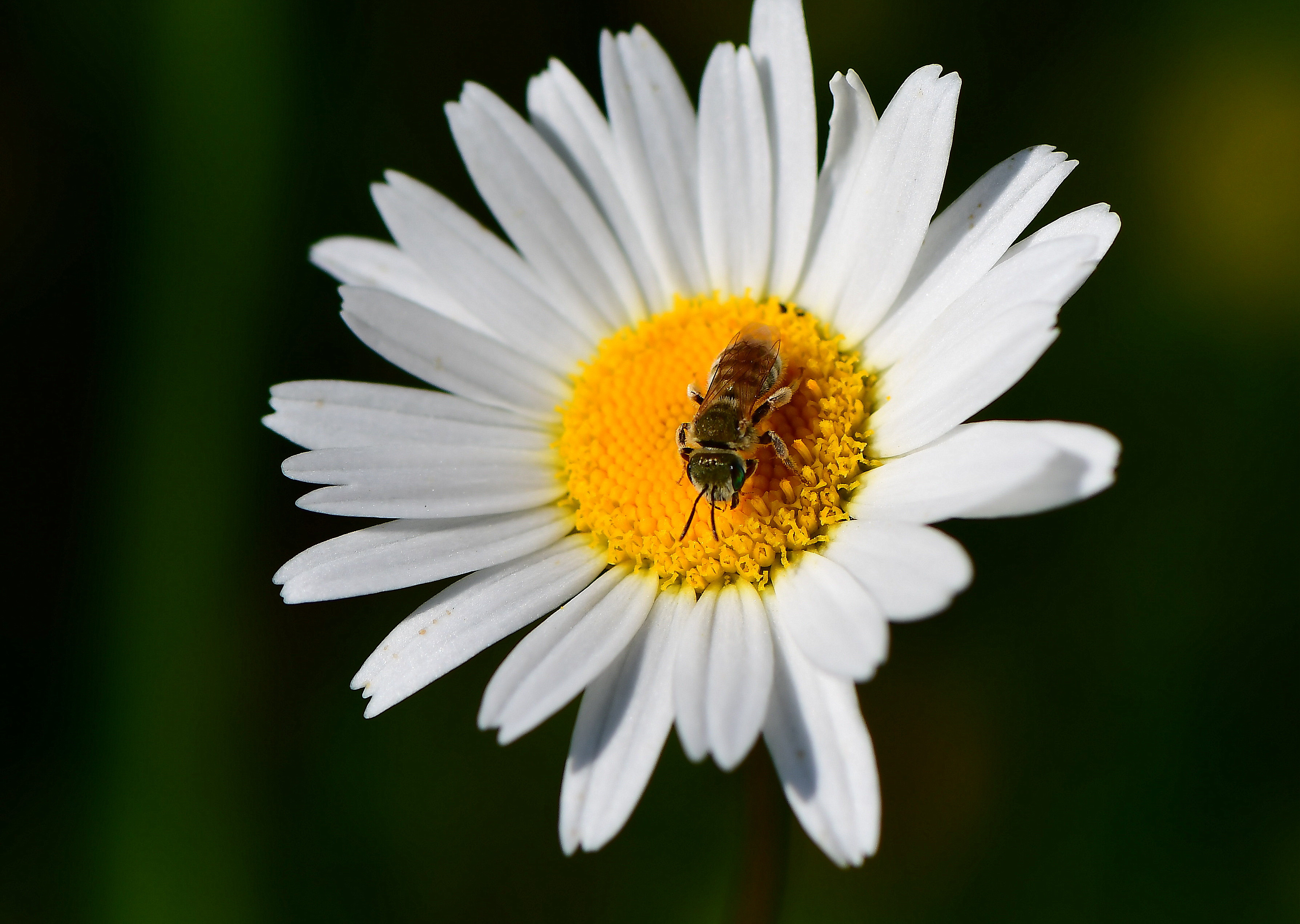 Svetovni dan prostoživečih rastlin in živali
