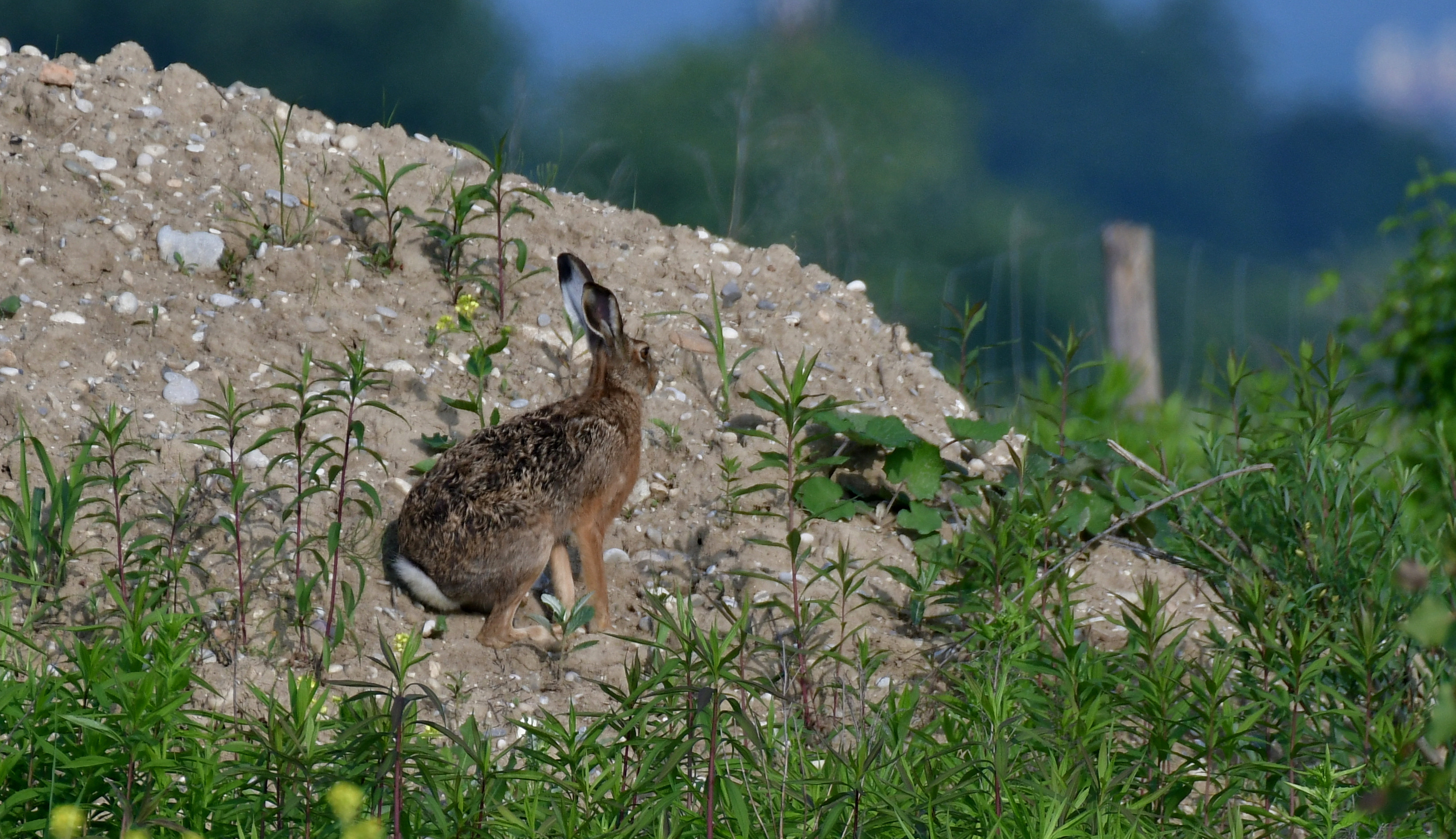 Svetovni dan prostoživečih rastlin in živali