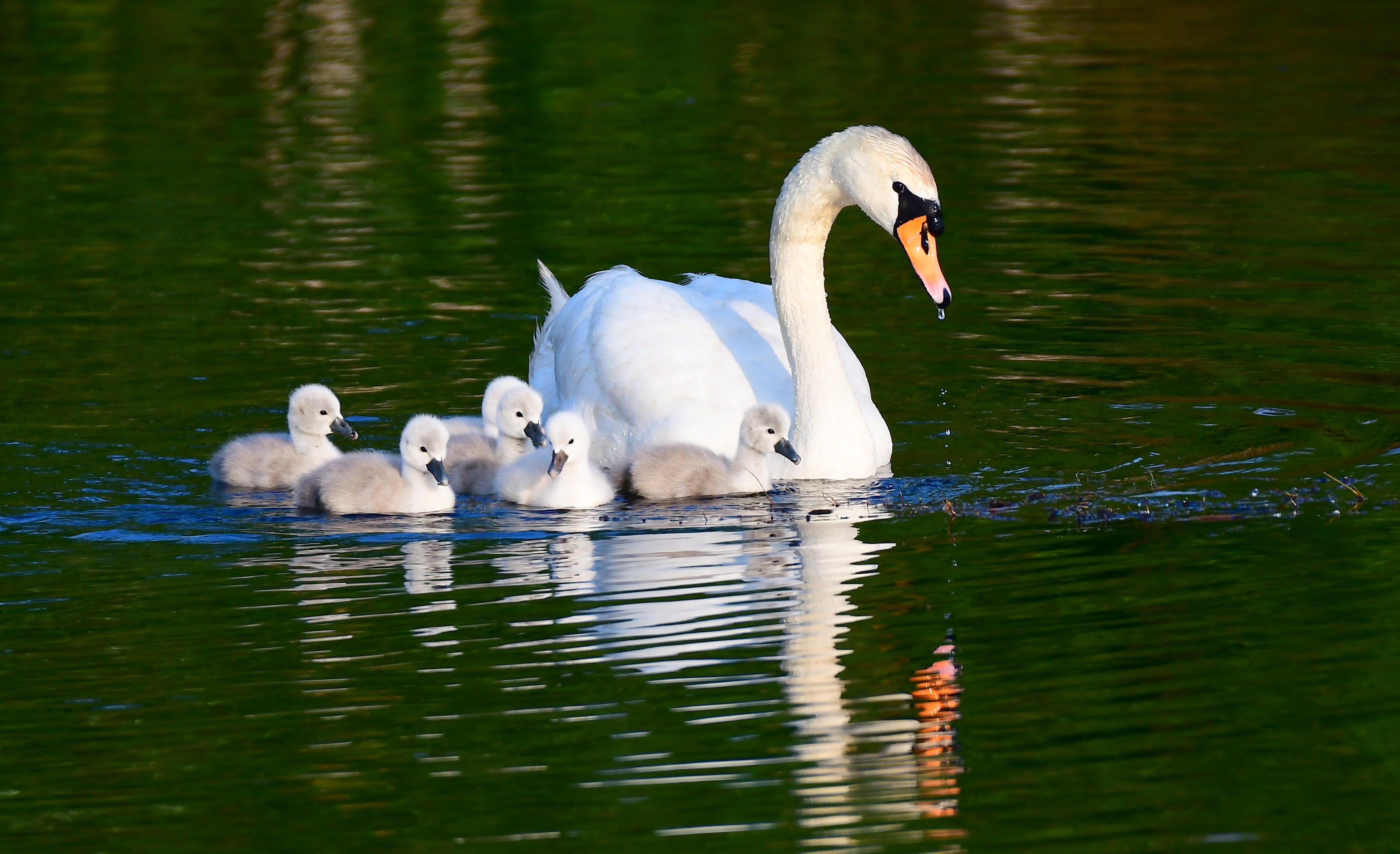 Svetovni dan prostoživečih rastlin in živali