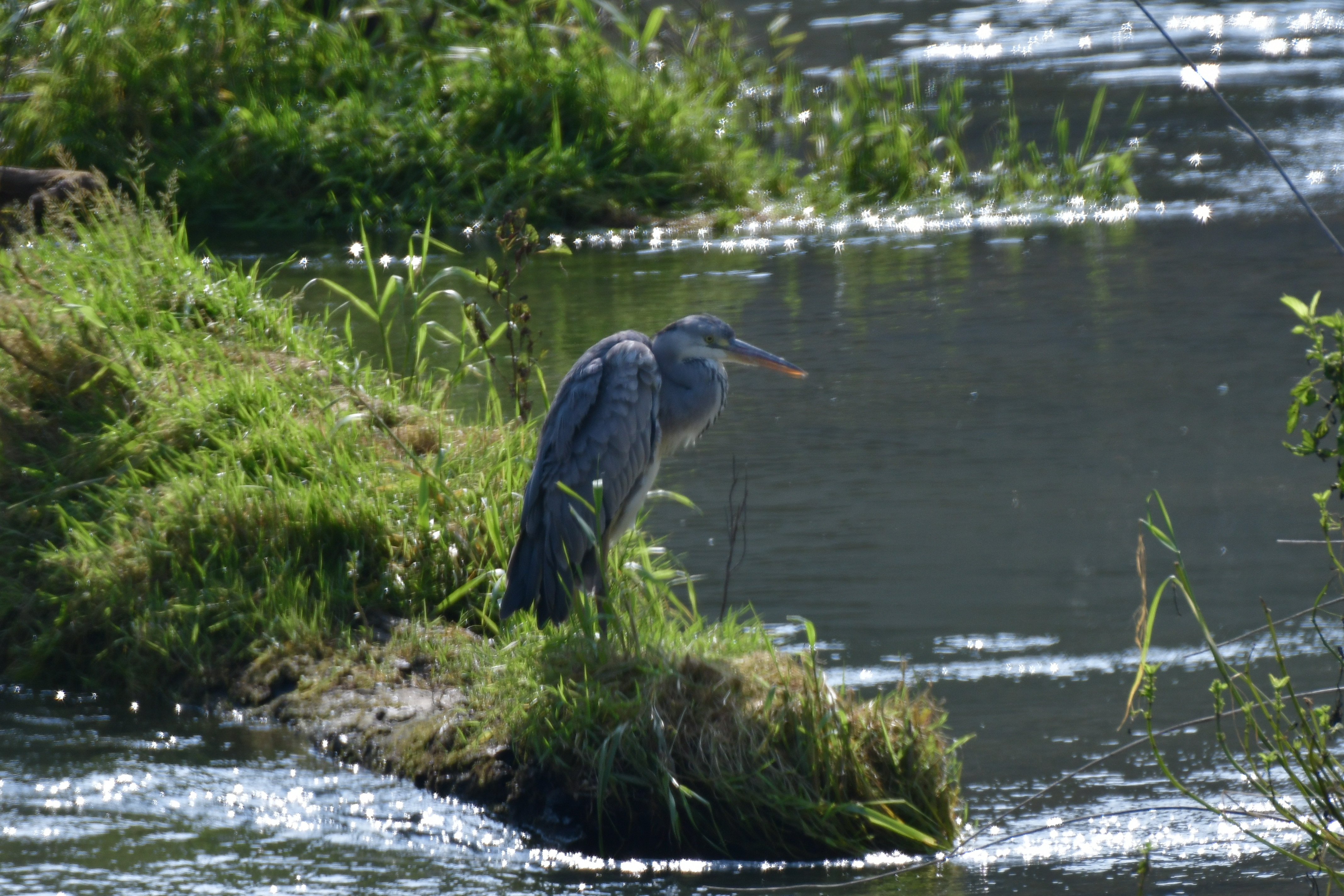 Svetovni dan prostoživečih rastlin in živali