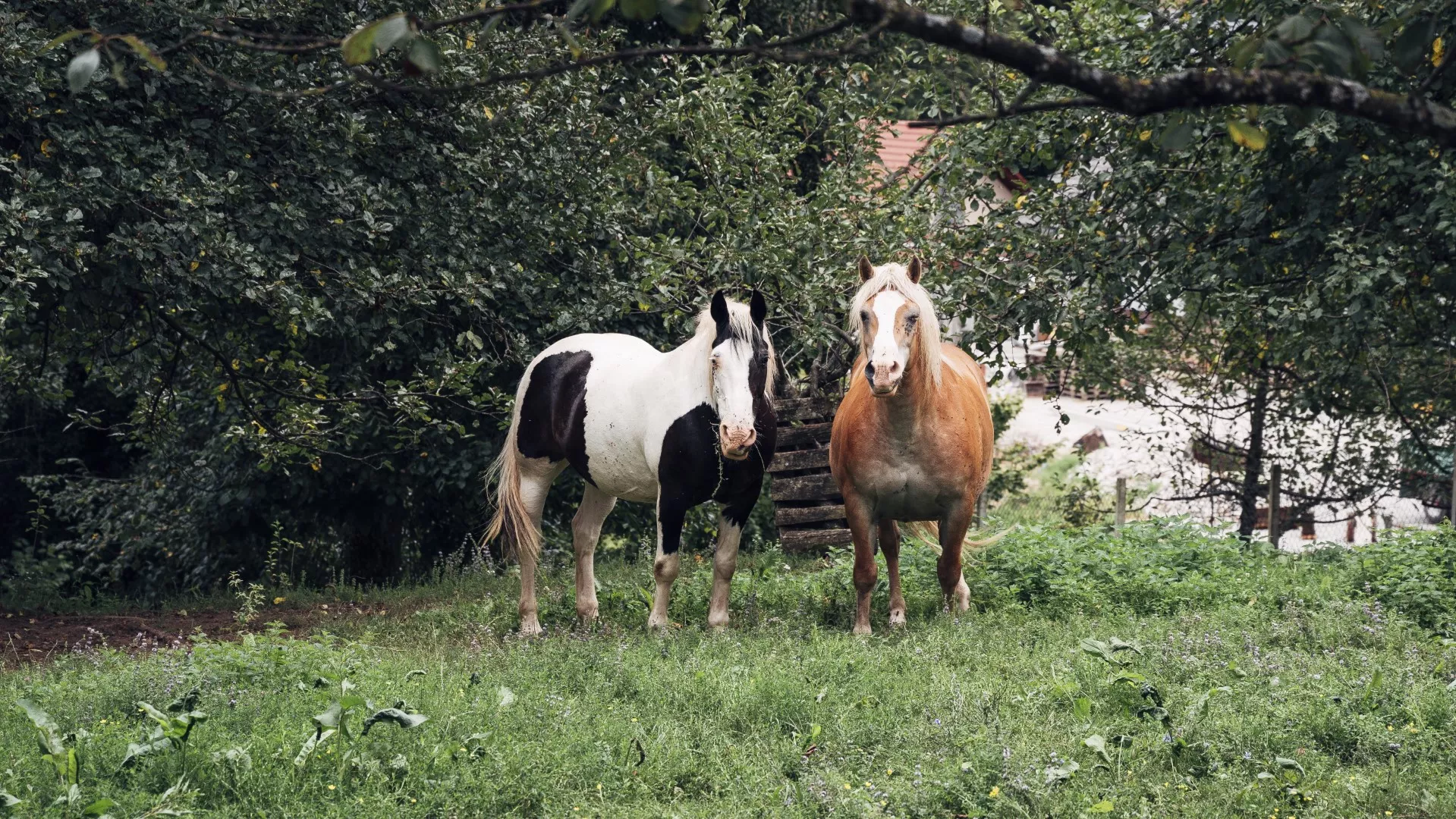 Turistična kmetija pri Martinovih