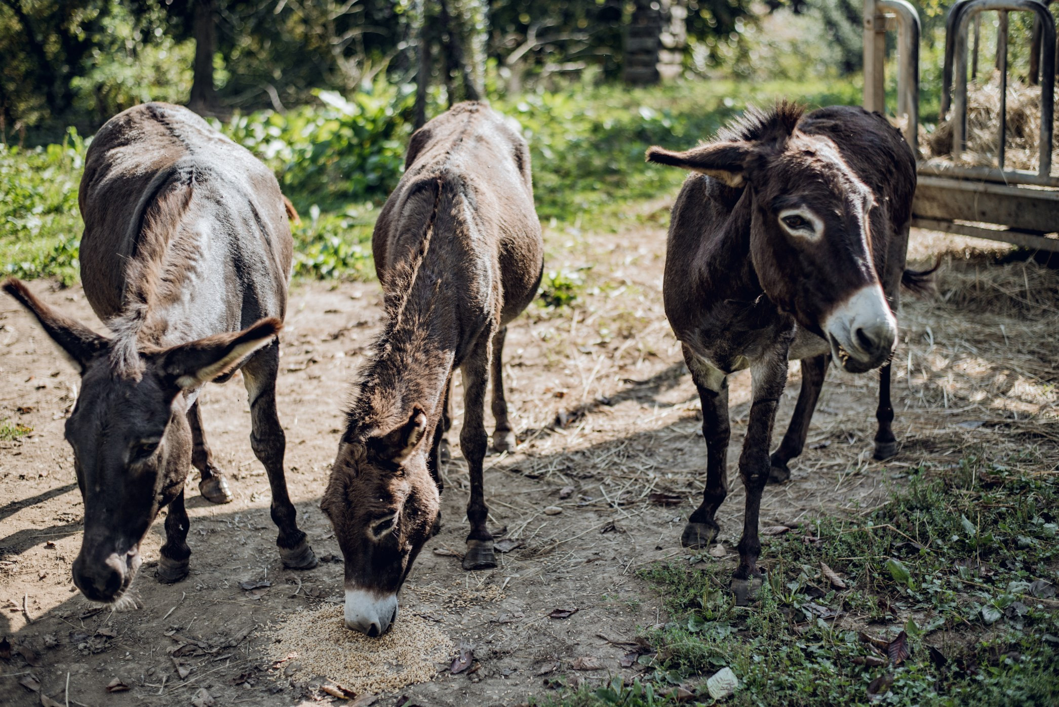 Turistična kmetija Pri Martinovih