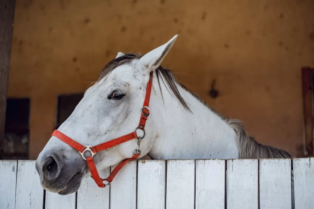 Turistična kmetija Zevnik