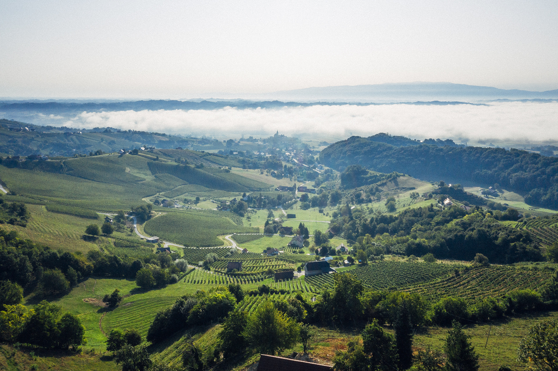 Vidova pot po Bizeljskem